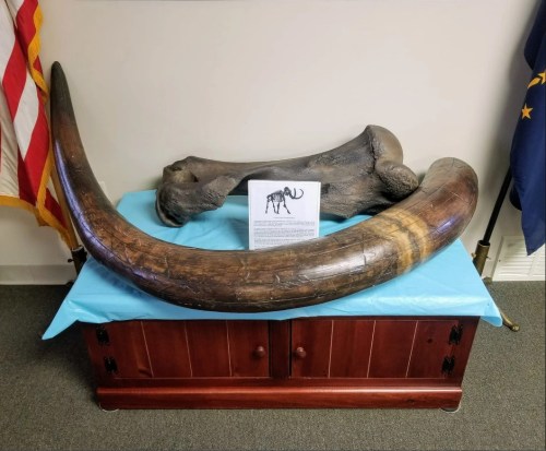 A large mammoth tusk and a fossilized bone displayed on a table with an informational sign, against a backdrop of an American flag.