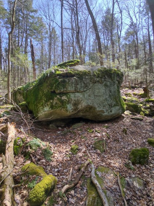 A large moss-covered boulder surrounded by trees and fallen leaves in a forest setting.