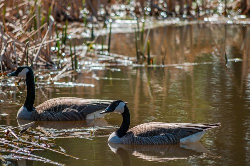 Two Canada geese swimming in a calm pond surrounded by tall grasses and reeds.