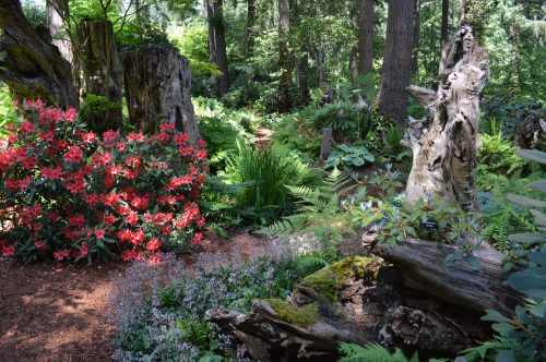 Lush garden scene with vibrant red flowers, ferns, and weathered tree stumps in a serene forest setting.