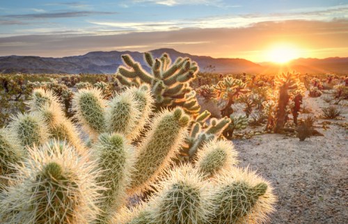 A desert landscape featuring cacti at sunset, with mountains in the background and a warm, glowing sky.