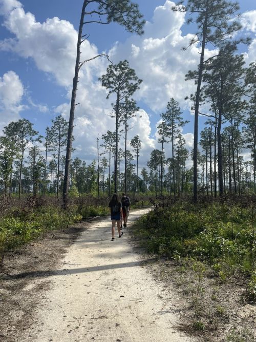 Two people walk along a sandy path through a forest of tall pine trees under a blue sky with fluffy clouds.