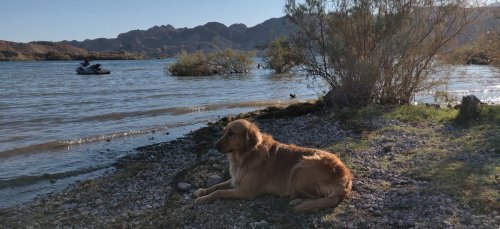 A golden retriever lies on the shore by a lake, with mountains in the background and a jet ski in the water.