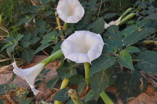White trumpet-shaped flowers surrounded by green leaves, growing in a natural setting.