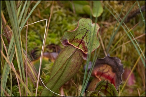 Close-up of a green pitcher plant with reddish edges, surrounded by grass and moss in a natural setting.