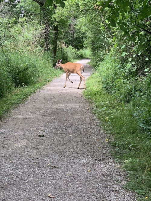 A deer stands on a gravel path surrounded by lush greenery in a wooded area.