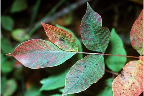 Close-up of colorful leaves showing green, red, and brown hues, with intricate vein patterns against a blurred background.