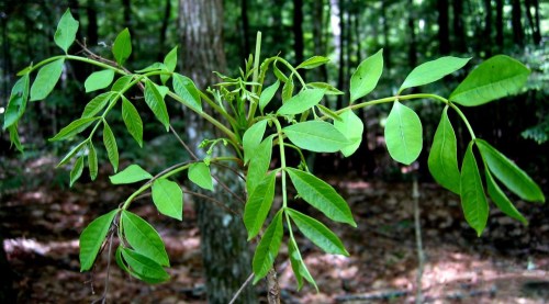 A close-up of green leaves on a branch, set against a blurred forest background.