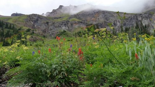 A vibrant meadow filled with wildflowers in front of rocky mountains shrouded in mist.