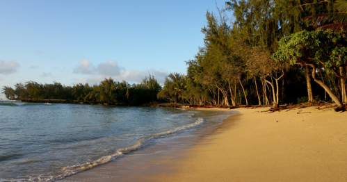 A serene beach scene with soft sand, gentle waves, and lush trees lining the shore under a clear blue sky.