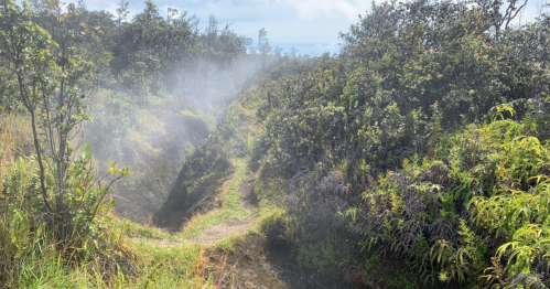 A misty path through lush greenery, with steam rising from the ground in a volcanic landscape.
