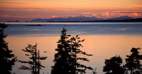 Silhouetted trees in the foreground with a tranquil ocean and distant mountains at sunset, reflecting warm colors.