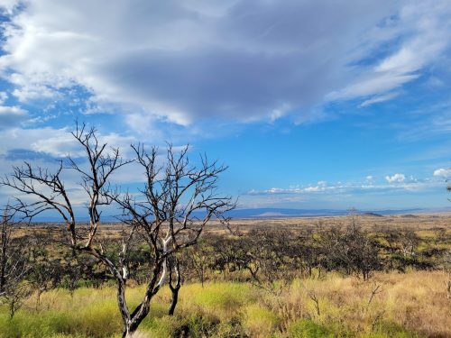 A vast landscape with dry, barren trees, golden grass, and a blue sky with scattered clouds in the background.