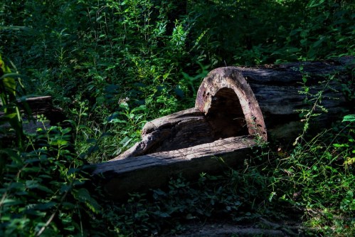 A weathered log partially covered in greenery, surrounded by lush foliage in a shaded forest setting.