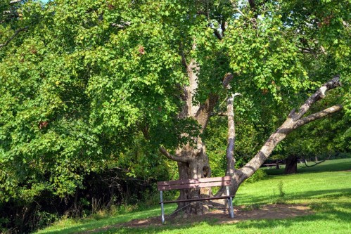 A large green tree with a bench underneath, surrounded by lush grass and a peaceful park setting.