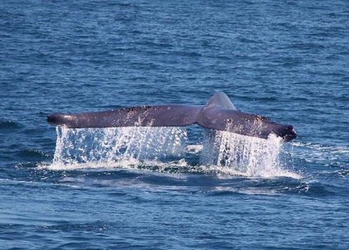A whale's tail emerges from the water, creating splashes as it dives beneath the surface.