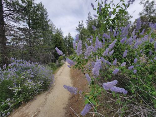 A winding dirt path surrounded by blooming purple flowers and lush green trees under a cloudy sky.