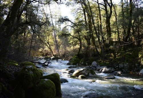 A serene river flows through a lush forest, surrounded by moss-covered rocks and sunlight filtering through the trees.