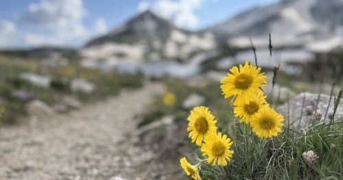 Bright yellow flowers bloom along a gravel path, with a scenic mountain backdrop and blue sky in the distance.
