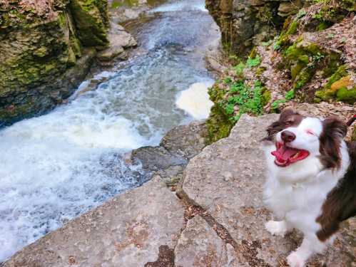 A happy dog stands on a rocky ledge by a rushing river, surrounded by lush greenery.