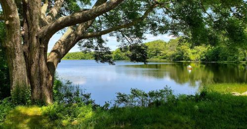 A serene lake surrounded by lush greenery and trees, with a small boat visible in the distance under a clear blue sky.