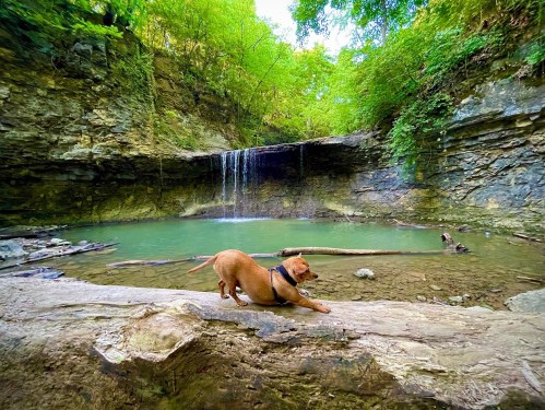 A dog explores a rocky area near a serene waterfall and pool, surrounded by lush green foliage.