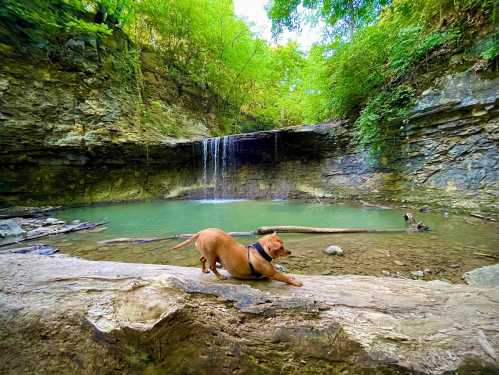 A dog explores a rocky area near a serene waterfall and pool, surrounded by lush green foliage.