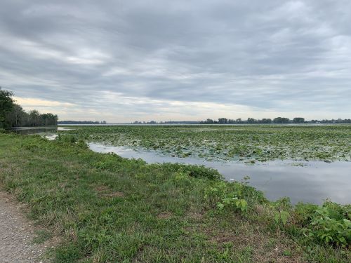 A serene lake scene with lily pads, surrounded by greenery and overcast skies.