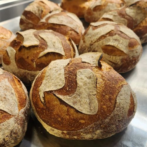 Freshly baked round loaves of bread with a rustic crust, arranged closely on a metal tray.
