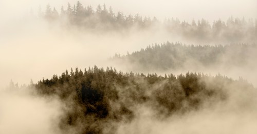 Fog covers a mountain forest in Alaska.
