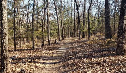 A winding dirt path through a wooded area with bare trees and scattered leaves on the ground.
