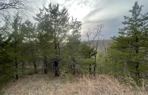 A forest scene with tall green trees and a cloudy sky in the background, capturing a serene natural landscape.