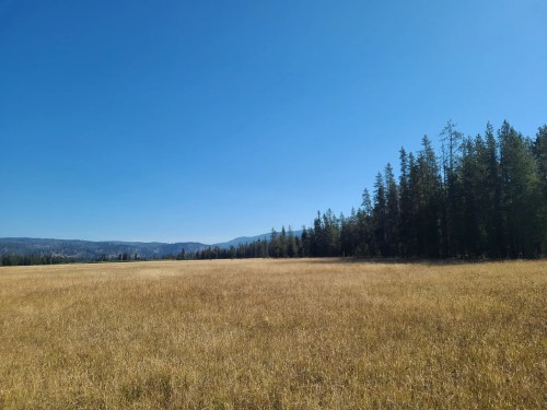 A vast golden field under a clear blue sky, bordered by a dense forest of tall trees in the background.
