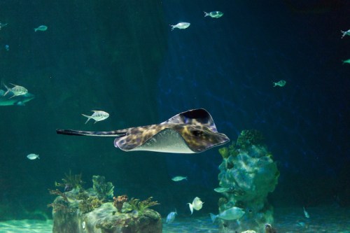 A stingray glides gracefully through an aquarium, surrounded by various small fish and underwater rocks.