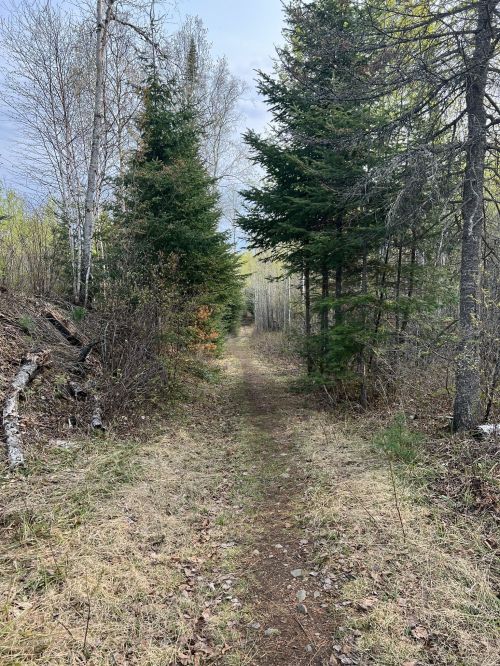 A narrow dirt path winds through a forest of tall trees and grassy undergrowth under a cloudy sky.