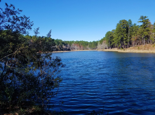 A serene lake surrounded by trees under a clear blue sky, reflecting the calm water.