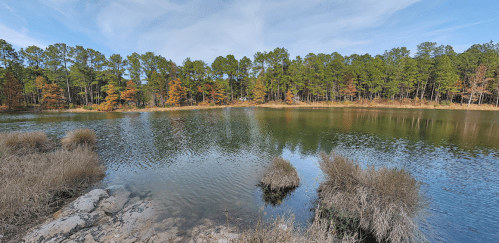 A serene lake surrounded by trees and grasses, reflecting a clear sky and autumn colors.
