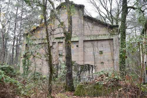 Abandoned building covered in moss and surrounded by trees in a dense forest.