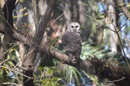 A spotted owl perched on a tree branch, surrounded by green foliage and dappled sunlight.