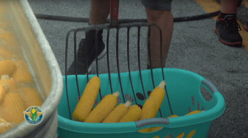 A turquoise basket filled with fresh corn on the cob, with a rake resting nearby.