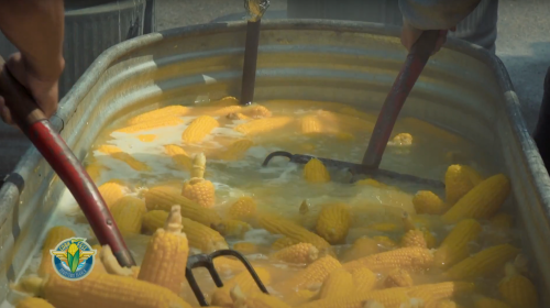 Two people using pitchforks to stir corn cobs in a large metal container filled with water.