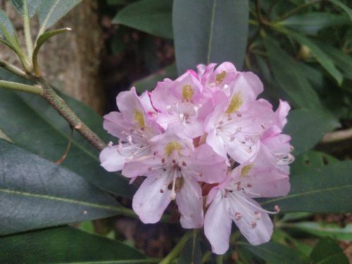 A cluster of pink and white rhododendron flowers surrounded by green leaves.