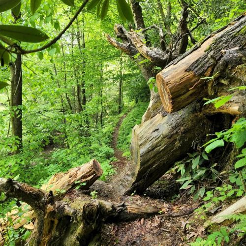 A winding trail through a lush green forest, with a large fallen tree in the foreground.