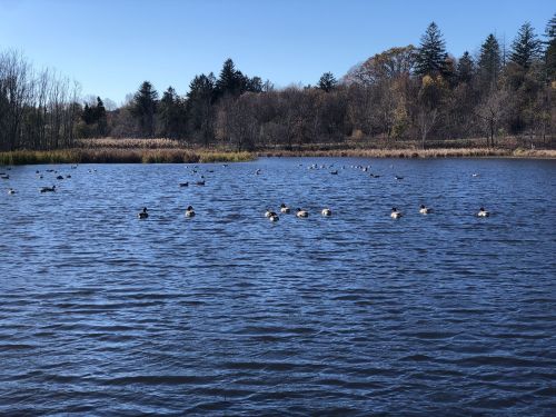 A serene pond with numerous ducks swimming, surrounded by trees and clear blue skies.