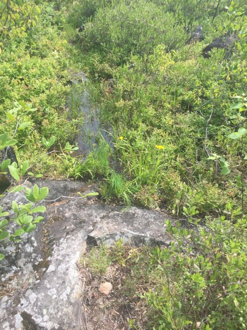A rocky path surrounded by lush green vegetation and small yellow flowers, with a trickle of water visible.