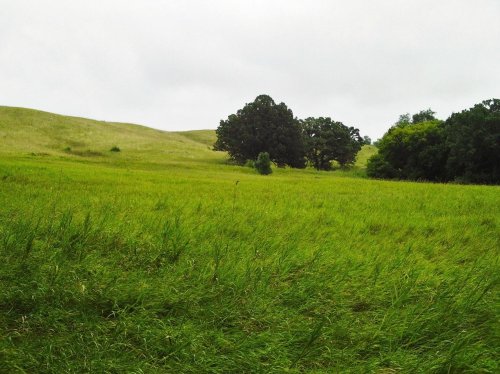 A lush green field with rolling hills and a few trees under a cloudy sky.