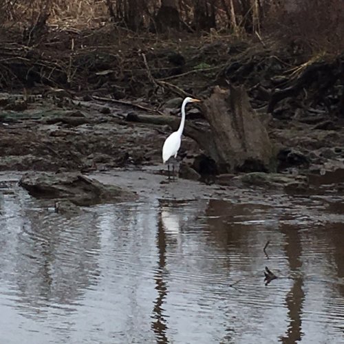 A white heron stands in shallow water surrounded by muddy banks and sparse vegetation.