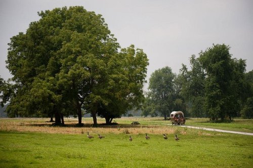 A serene landscape featuring a large tree, a wagon in the distance, and geese grazing on a grassy field.