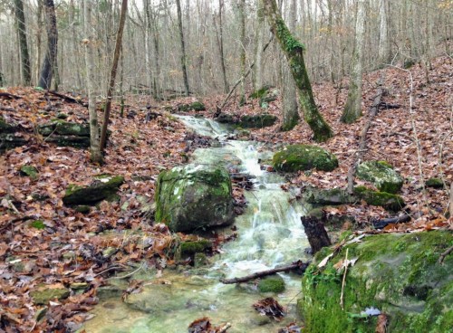A serene forest scene featuring a small stream flowing over rocks, surrounded by trees and fallen leaves.