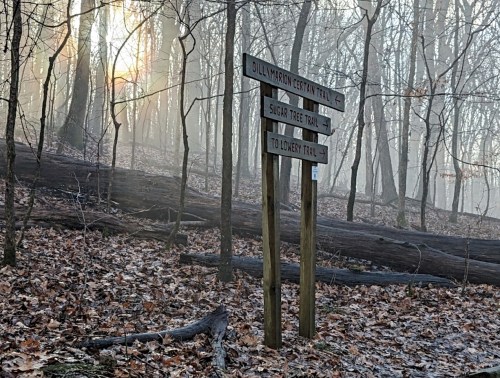 Wooden trail signs in a misty forest, with sunlight filtering through trees and fallen leaves on the ground.